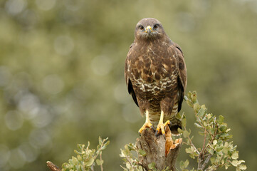 aguila busardo ratonero en el campo