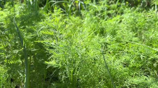 Garden bed with green dill bushes leaves. Close up. Summer time. Healthly food. Household farming, gardening. For video presentation, advertising. Summer vibes