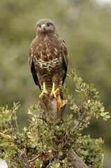 aguila busardo ratonero en el campo