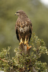 aguila busardo ratonero en el campo