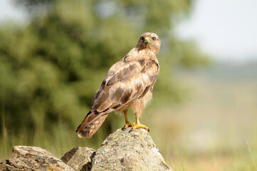 aguila busardo ratonero en el campo