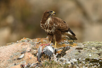 aguila busardo ratonero en el campo