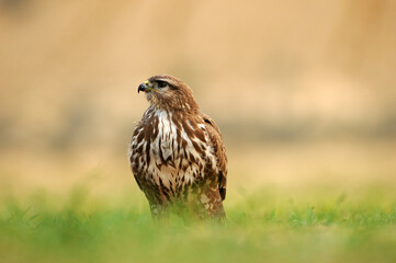aguila busardo ratonero en el campo