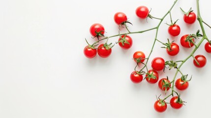 Branch of Fresh Red Tomatoes on White Background
