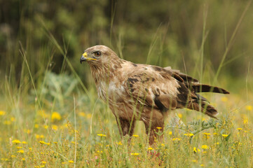 aguila busardo ratonero en el campo