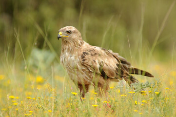 aguila busardo ratonero en el campo