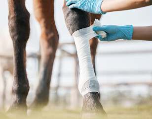 Equestrian, leg and vet wrapping horse closeup for medical treatment or recovery from racing injury. Gloves, hands and bandage on ankle of animal with professional ranch worker for rehabilitation - Powered by Adobe