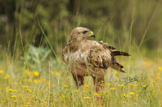 aguila busardo ratonero en el campo
