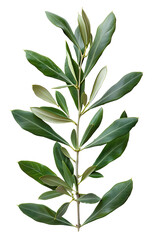 Obraz premium Olive branch on white background