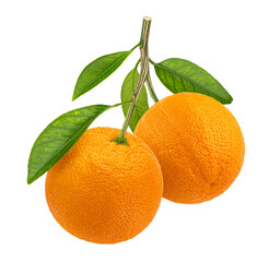 Orange fruits on branch isolated on white background, full depth of field