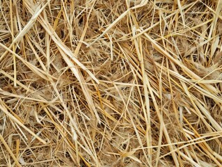  Dry Straw Bales, Hay Stack for Sale, Agricultural Storage, Farm Equipment