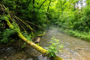 Die Gauchach, ein kleiner Fluß im Schwarzwald
