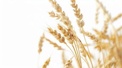 Fototapeta premium A close-up shot of a bunch of wheat