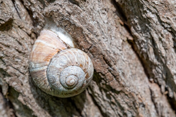 snail shell on a tree bark