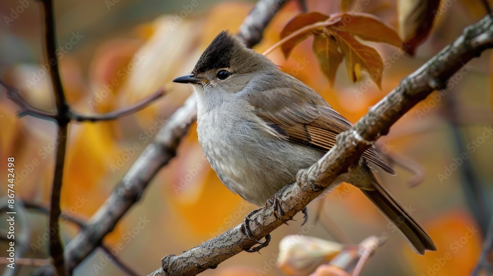 Poster a small bird sitting on a branch of a tree, with its feathers fluffed up and beak open