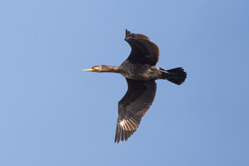 Flying Great Cormorant with breeding plumage, Great cormorant flying 