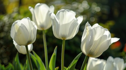 Close up of white tulip
