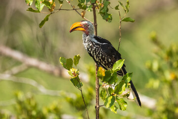 Northern red-billed hornbill, Tockus erythrorhynchus, Portrait Africa. High quality photo, Kruger park, 8K resolution, 