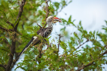 Northern red-billed hornbill, Tockus erythrorhynchus, Portrait Africa. High quality photo, Kruger park, 8K resolution, 