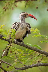 Northern red-billed hornbill, Tockus erythrorhynchus, Portrait Africa. High quality photo, Kruger park, 8K resolution, 