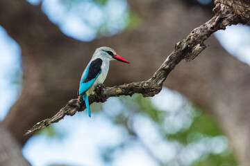 Woodland Kingfisher (Halcyon senegalensis)
A medium-sized, electric-blue-backed kingfisher with a distinctive bicolored bill:  red above and black below. Sitting on the branch.