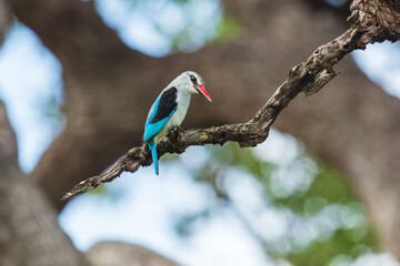 Woodland Kingfisher (Halcyon senegalensis)
A medium-sized, electric-blue-backed kingfisher with a distinctive bicolored bill:  red above and black below. Sitting on the branch.