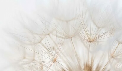  Dandelion Fluff against a Blurred Background, Nature's Soft Focus Photography
