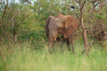 Fototapeta premium Elephants bathing, Kruger Park South Africa, Family of Elephants in Kruger national park, Elephants taking a bath in a water poolwith mud, eating green grass. African Elephants