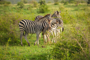 Two Burchells Zebra fighting (Equus burchelli) and standing in savanna, Kruger National Park, South Africa