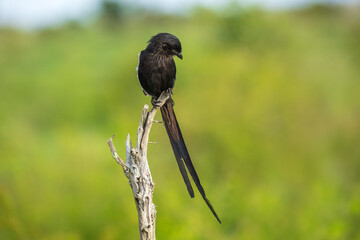 Magpie Shrike, Lanius melanoleucus, The magpie shrike (Lanius melanoleucus), also known as the African long-tailed shrike, is a species of bird in the family Laniidae.