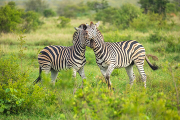 Two Burchells Zebra fighting (Equus burchelli) and standing in savanna, Kruger National Park, South Africa