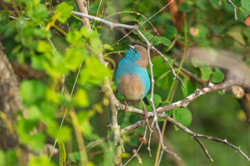 Blue-breasted Cordonbleu in Kruger National park, South Africa ; Specie Uraeginthus angolensis family of Estrildidae
