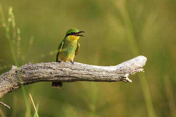 Swallow-tailed bee-eater - Merops hirundineus perched with green background. Photo from Kruger Park in South Africa.