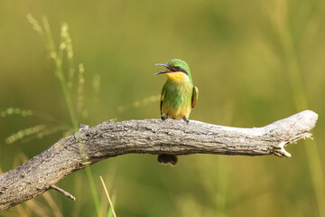 Swallow-tailed bee-eater - Merops hirundineus perched with green background. Photo from Kruger Park in South Africa.