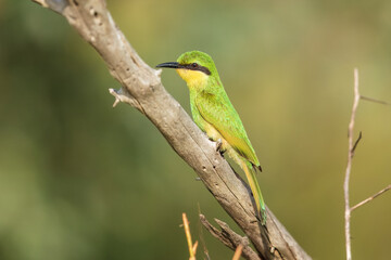 Swallow-tailed bee-eater - Merops hirundineus perched with green background. Photo from Kruger Park in South Africa.