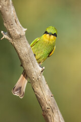 Swallow-tailed bee-eater - Merops hirundineus perched with green background. Photo from Kruger Park in South Africa.
