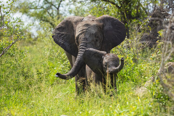 Obraz premium Elephants bathing, Kruger Park South Africa, Family of Elephants in Kruger national park, Elephants taking a bath in a water poolwith mud, eating green grass. African Elephants