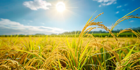 Golden Rice Fields Under Clear Blue Sky