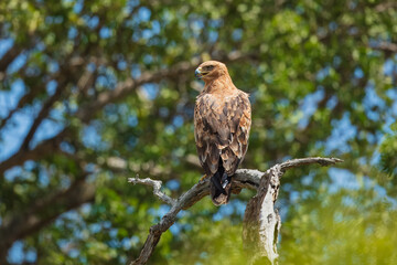 Wahlberg's eagle in Sabi Sands Private Game Reserve, part of the Greater Kruger Region, in South Africa