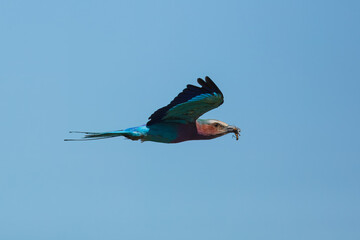 Bird in flight , Coracias caudatus (Lilac-breasted Roller) is a bird of the family Coraciidae, . 4k resolution