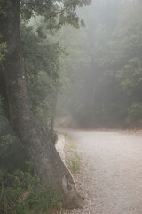 morning in the forest