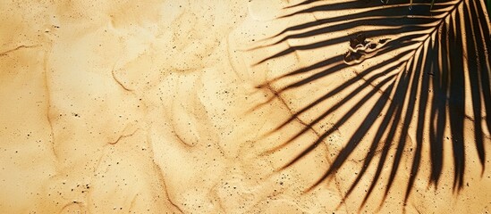 Top view of palm leaf shadow on sandy beach, empty space