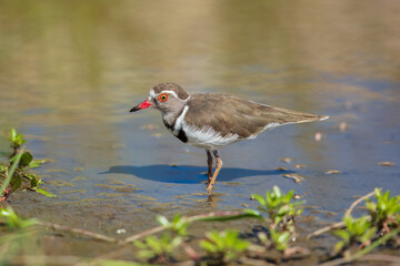 Three banded Plover along waterhole in Kruger National park, South Africa ; Specie Charadrius tricollaris family of Charadriidae