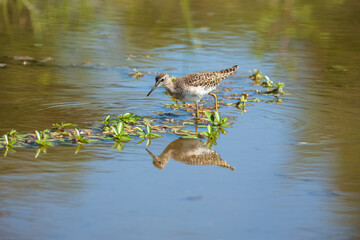 Wood sandpiper Tringa glareola bird rain water in pond wetland wading shorebirds waders young nature wildlife cute darling, beautiful animal, lovely animal, ornithology, fauna wildlife 