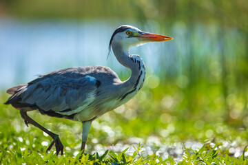 Grey heron standing in shallow water with a focused gaze, surrounded by reeds and a natural background