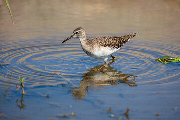 Wood sandpiper Tringa glareola bird rain water in pond wetland wading shorebirds waders young...