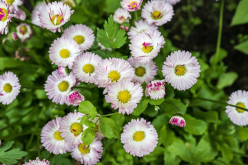 Bellis perennis floret in lecto floris © Алексей Линник