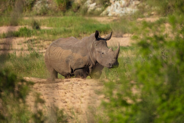 Naklejka premium An endangered white rhinoceros (Ceratotherium simum) grazing in grassland, South Africa, Krugen national park, 4k resolution, 
