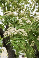 A blooming branch of a viburnum tree with white flowers