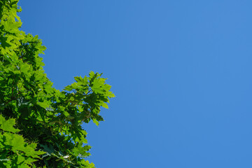 Obraz premium Twig with green maple leaves and blue sky plant